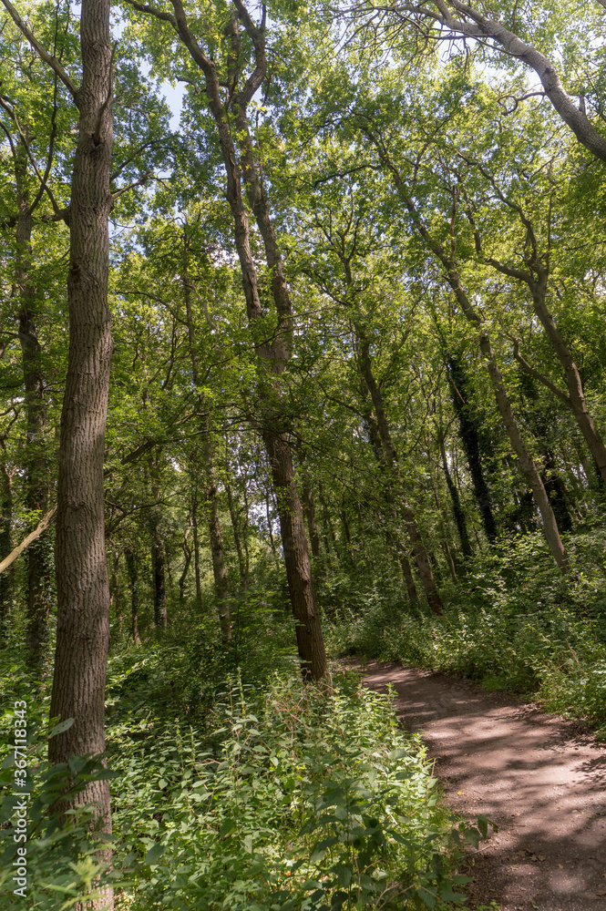 Forest trail on a sunny day in The Noordhollands Duinreservaat, The Netherlands