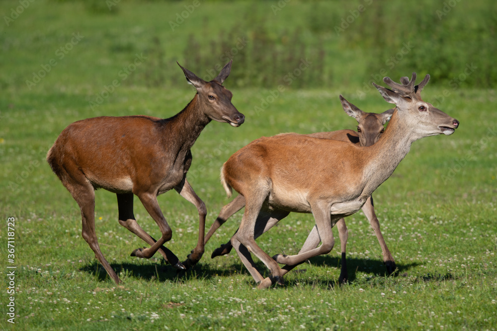 Rothirsch Leitkuh (Cervus elaphus) treibt jungen Hirsch vor sich her, Deutschland, Europa Rothirsch Leitkuh (Cervus elaphus) treibt jungen Hirsch vor sich her, Deutschland, Europa