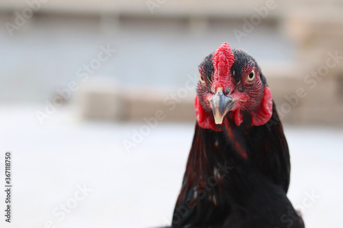 A close-up of a rooster's head and neck