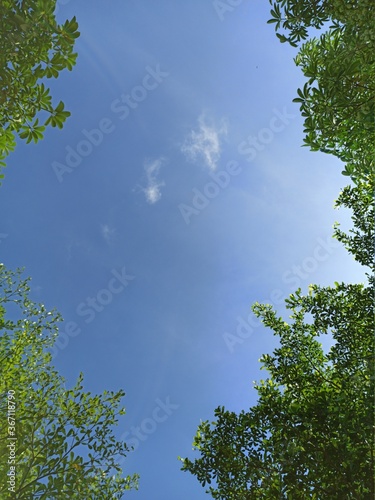 View of blue sky and shady trees during the day