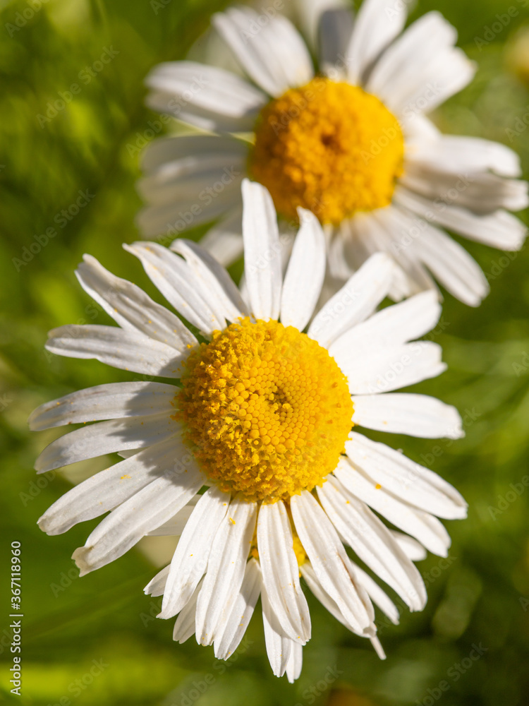 chamomile flowers with white petals on a background of green grass, macro chamomile flowers with white petals on a background of green grass, macro