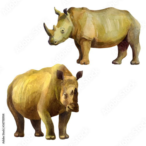 Watercolor illustration  rhinos. Isolated freehand drawing of rhinos on a white background.