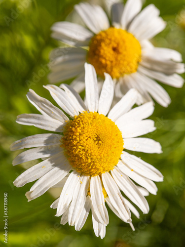 chamomile flowers with white petals on a background of green grass  macro