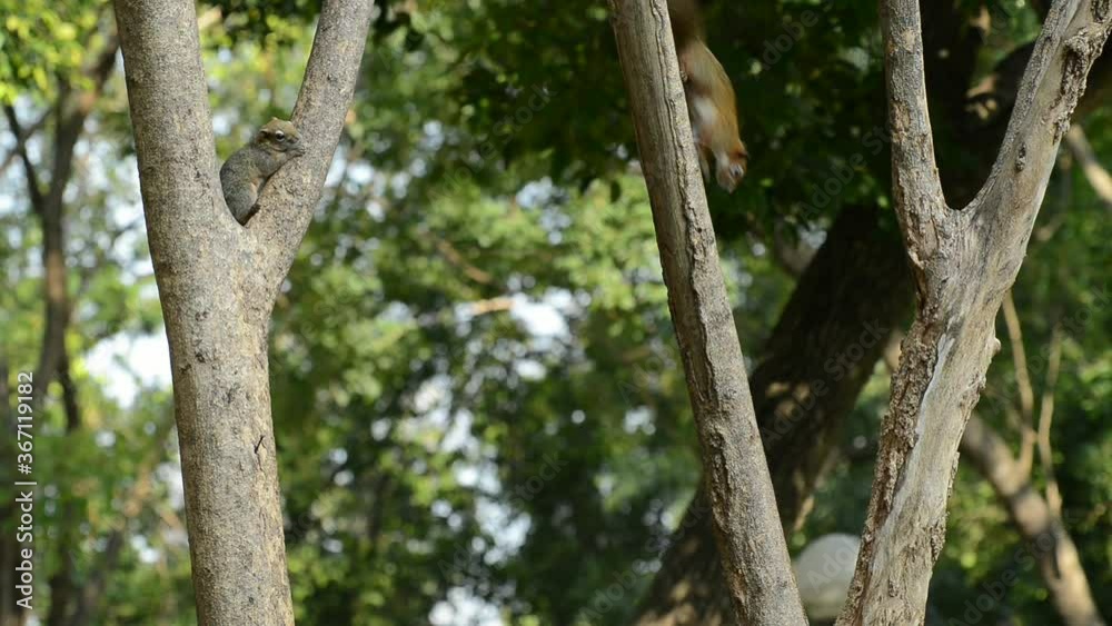 close up squirrel or small gong Small mammals native to the tropical forests at Thailand Variable squirrel Pallas's squirrel close up squirrel or small gong Small mammals native to the tropical forests at Thailand Variable squirrel Pallas's squirrel