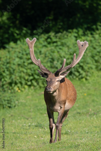 Rothirsch (Cervus elaphus) mit Bastgeweih, Deutschland, Europa