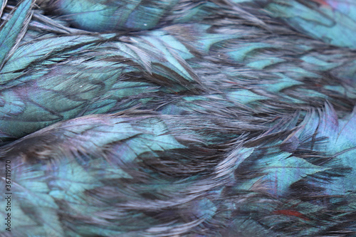 Colourful feathers, chicken feathers background texture