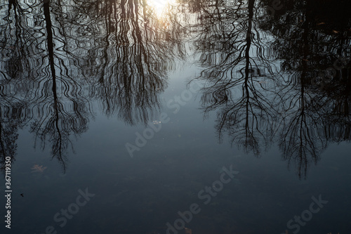 trees casting shadow over a chilled winter pool