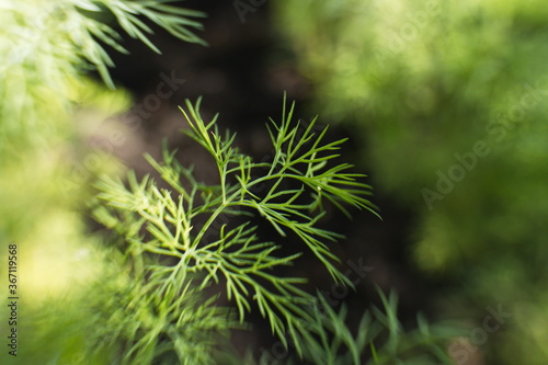 Growing dill. Close-up of a dill branch.