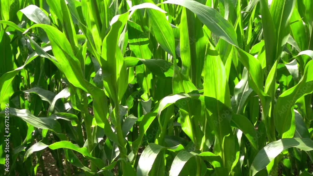 Movement through the rows of young corn in the field.
Movement through the rows of young corn in the field.