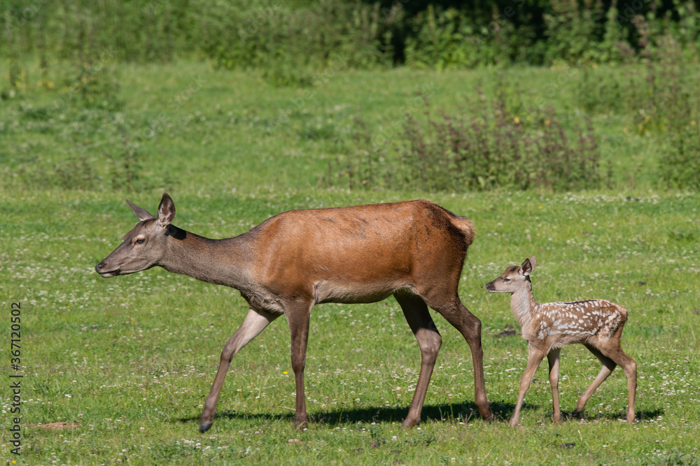 Rothirsch (Cervus elaphus) mit Junges, Deutschland, Europa Rothirsch (Cervus elaphus) mit Junges, Deutschland, Europa