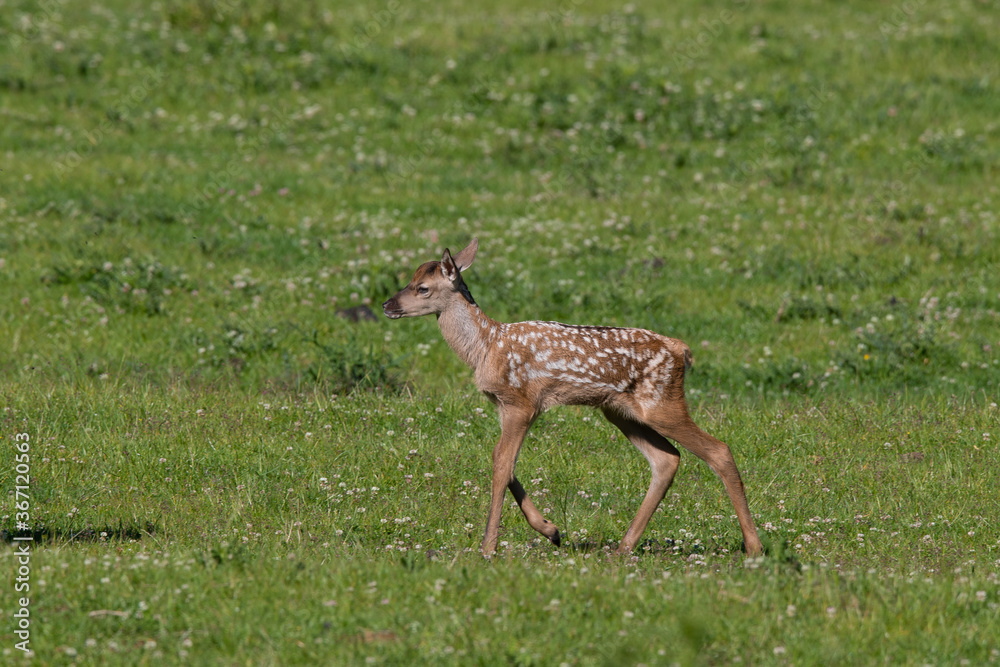 Rothirsch Junges (Cervus elaphus) Deutschland, Europa