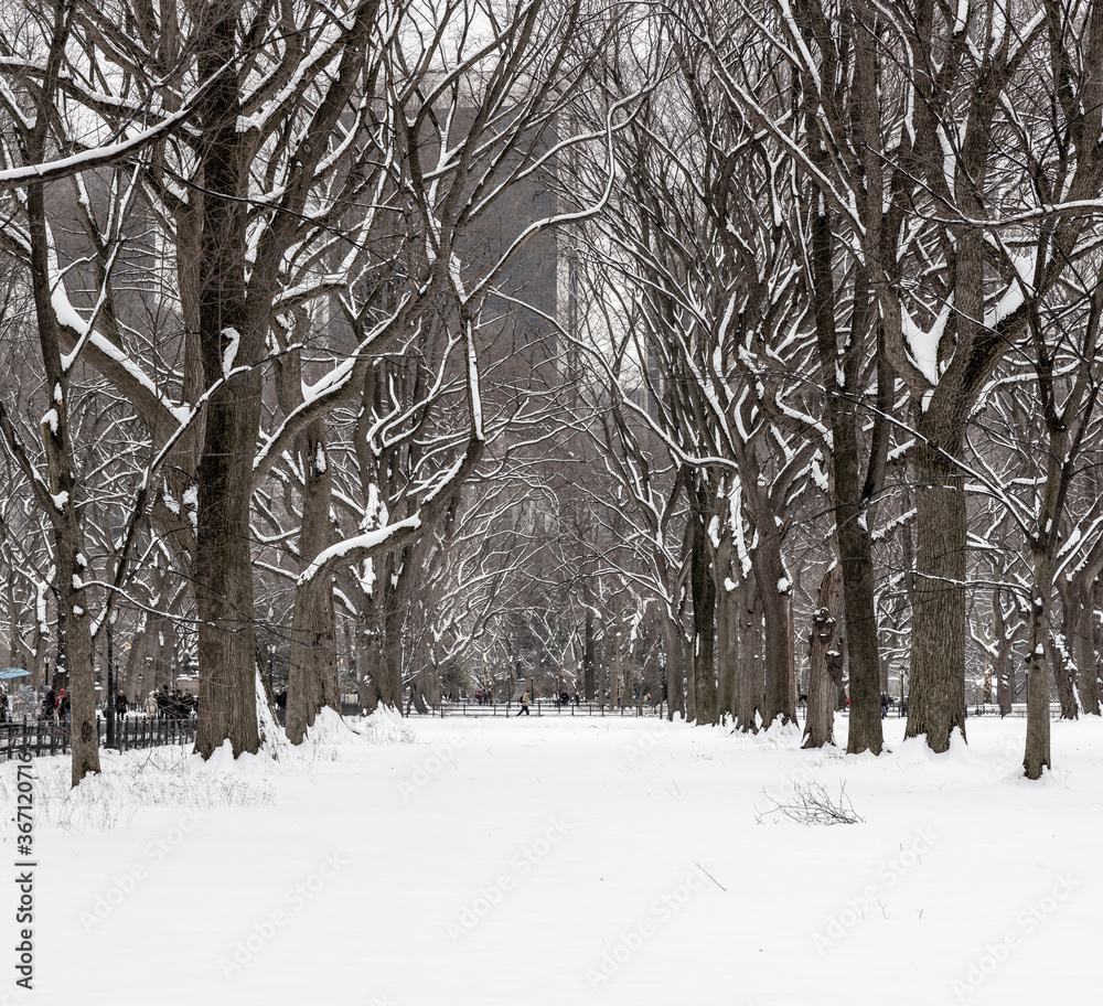 Central Park tree line with accumulated snow