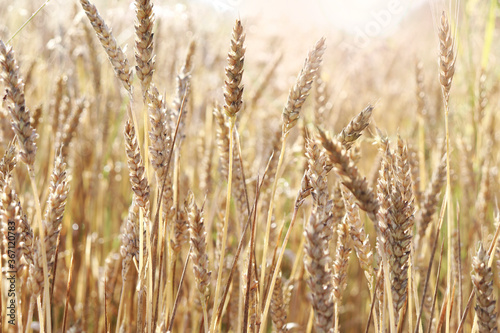 Wheat field. Ears of Golden wheat. Rural Sunny landscapes. Conditions for maturation of wheat ears. Rich harvest. Agricultural industry.