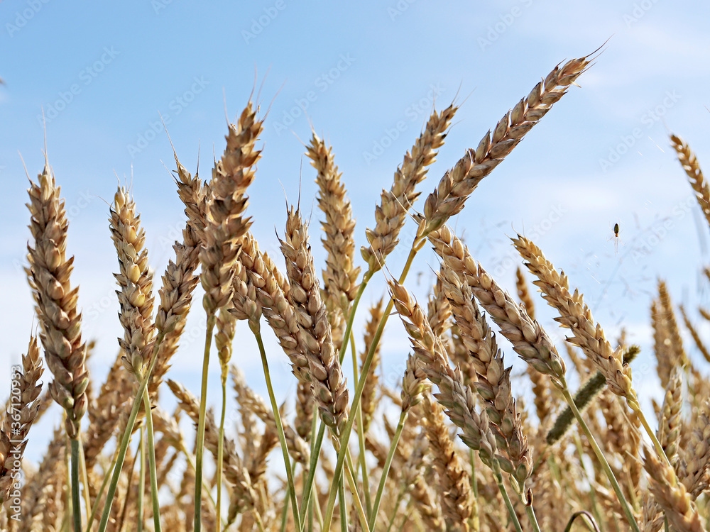 Fototapeta premium Wheat field. Ears of Golden wheat. Rural Sunny landscapes. Conditions for maturation of wheat ears. Rich harvest. Agricultural industry.