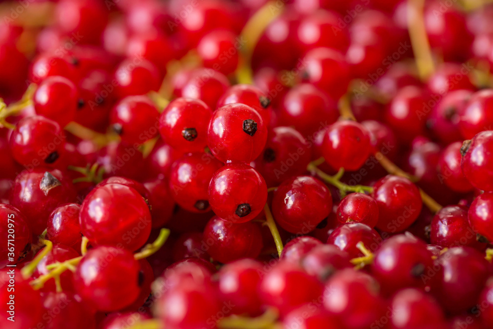 red currant background, close-up 