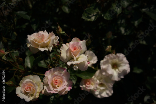 Faint Pink and White Flower of Rose 'Matilda' in Full Bloom 