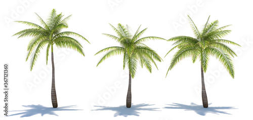 three tropical plants close-up on a white background