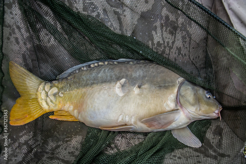 Fototapeta Naklejka Na Ścianę i Meble -  Big fish in the bag