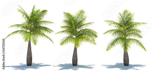three tropical plants close-up on a white background