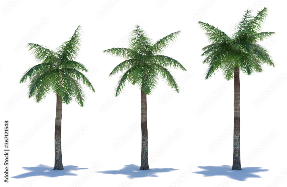 Obraz premium three tropical plants close-up on a white background