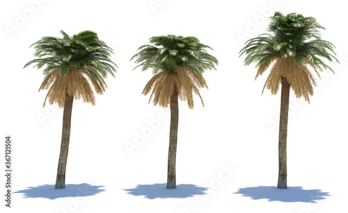 three tropical plants close-up on a white background