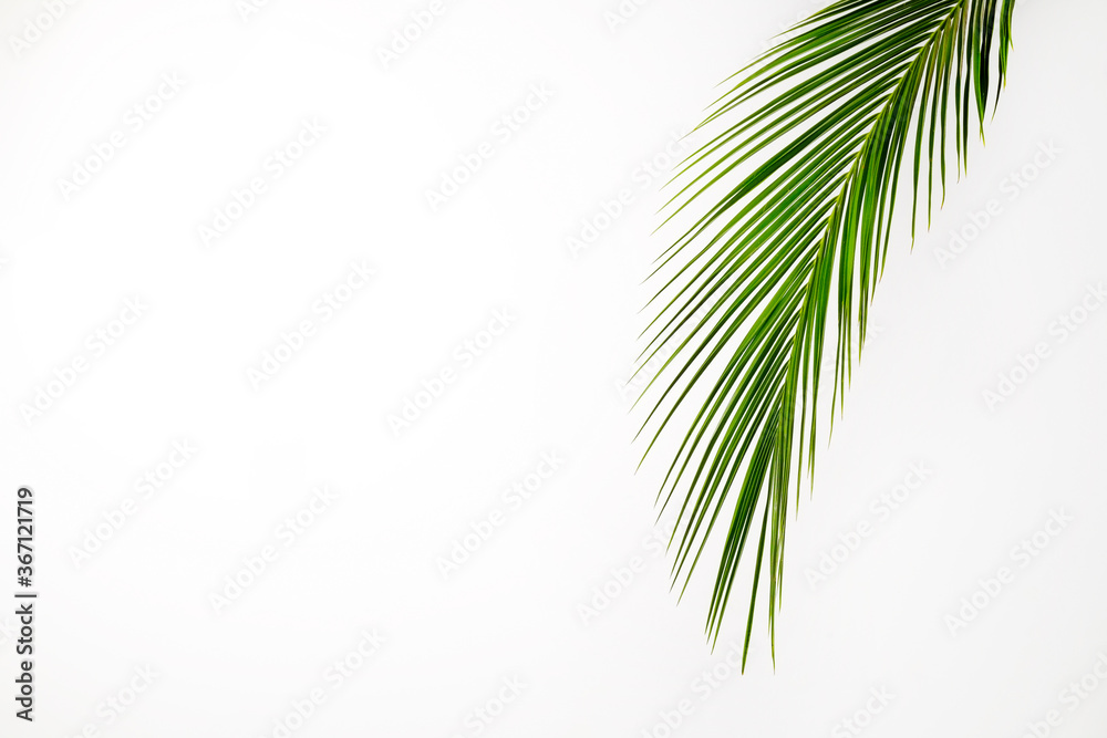 Fototapeta premium Big green palm leaf over bright background. Freshness concept.