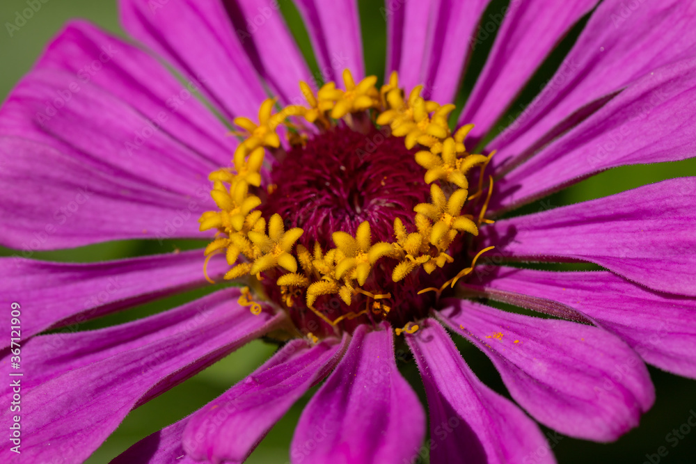 pink zinnia flower on a Sunny summer day with a yellow core, macro pink zinnia flower on a Sunny summer day with a yellow core, macro