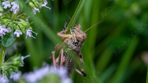 Brown Grasshopper on herbs