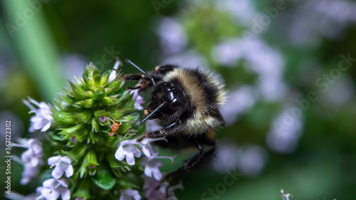 Bumblebee foraging a flower