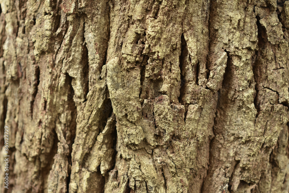 Tree with bark Beautiful, natural patterns
Tree with bark Beautiful, natural patterns