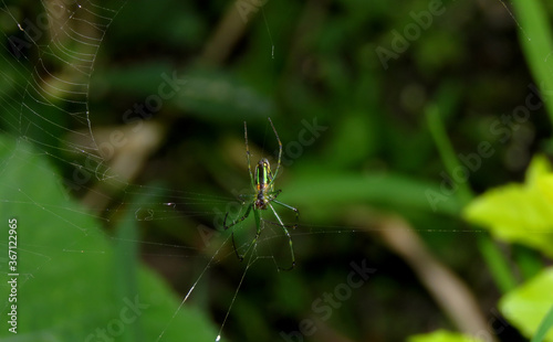 Spider in the Web, details of the green spider.