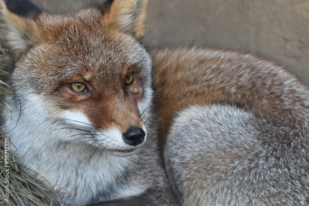 Obraz premium ホンドギツネ