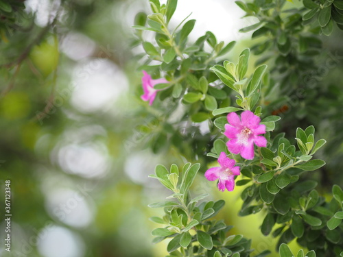 Small pink flower blooming in garden blurred of nature background