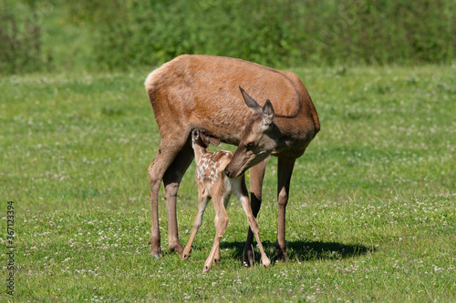 Rothirsch (Cervus elaphus) am säugen, Deutschland, Europa