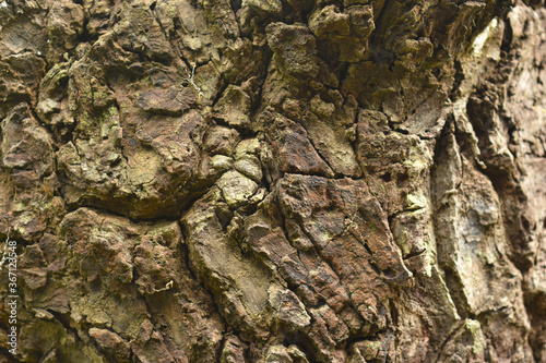  Tree with bark Beautiful, natural patterns