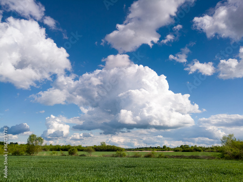 Spring crops in agriculture  a field sown with wheat  the production of grain and food in the countryside  a cumulus cloud in the sky during a cloudy day.