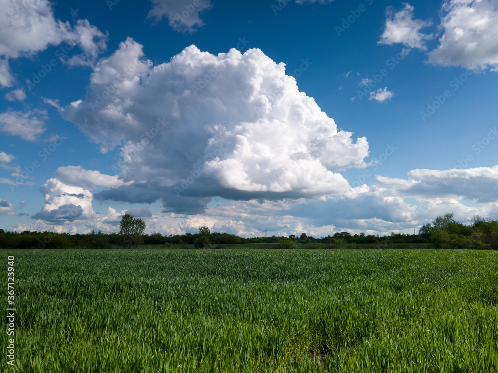 Spring crops in agriculture, a field sown with wheat, the production of grain and food in the countryside, a cumulus cloud in the sky during a cloudy day. Spring crops in agriculture, a field sown with wheat, the production of grain and food in the countryside, a cumulus cloud in the sky during a cloudy day.