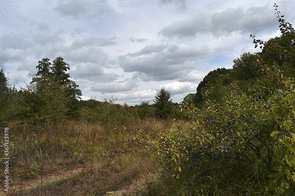 Landscape with a forest road and a sloe bush in the foreground. Landscape with a forest road and a sloe bush in the foreground.