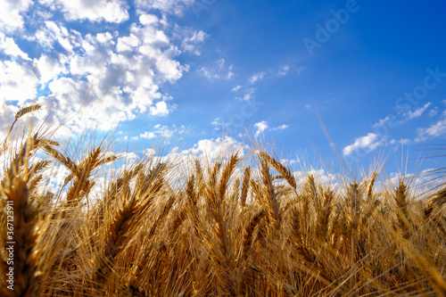 golden ripe wheat ears in evening on the field at clouds and blue sky background. selective focus. Agriculture  agronomy  industry concept  copy space for text