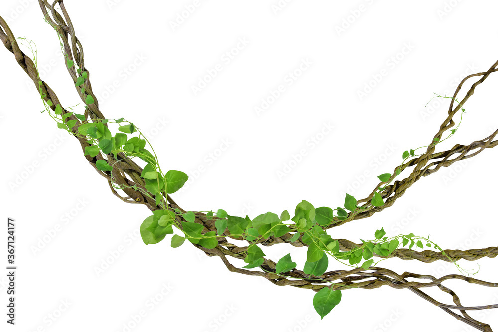circular vine at the roots. Bush grape or threeleaved wild vine