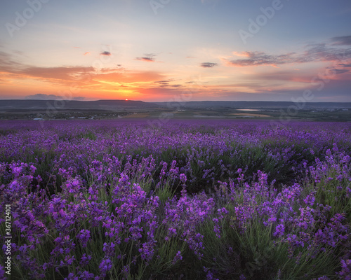 Lavender field at sunset. Beautiful evening landscape. In summer, the lavender field blooms.