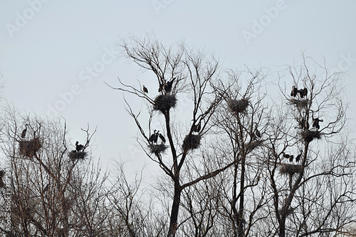 Canvas Print Colony of gray herons on withered trees.