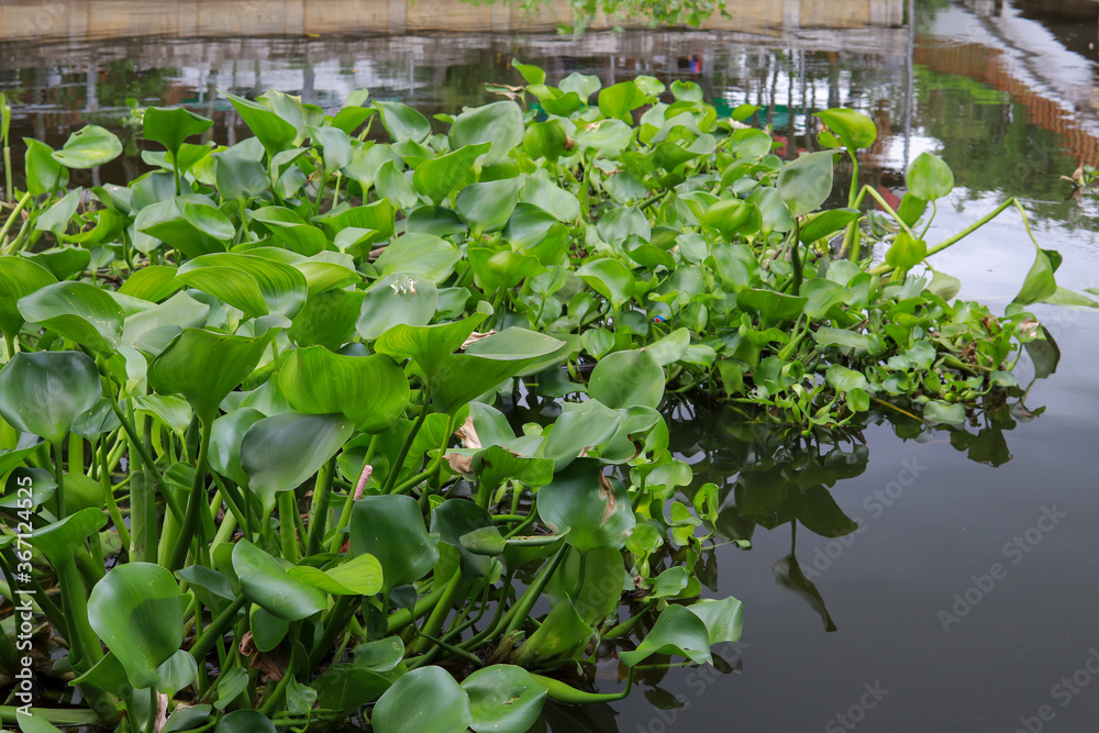 Water hyacinth plant floating on a river Water hyacinth plant floating on a river