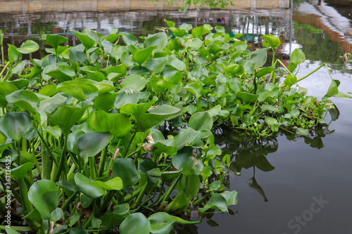 Water hyacinth plant floating on a river