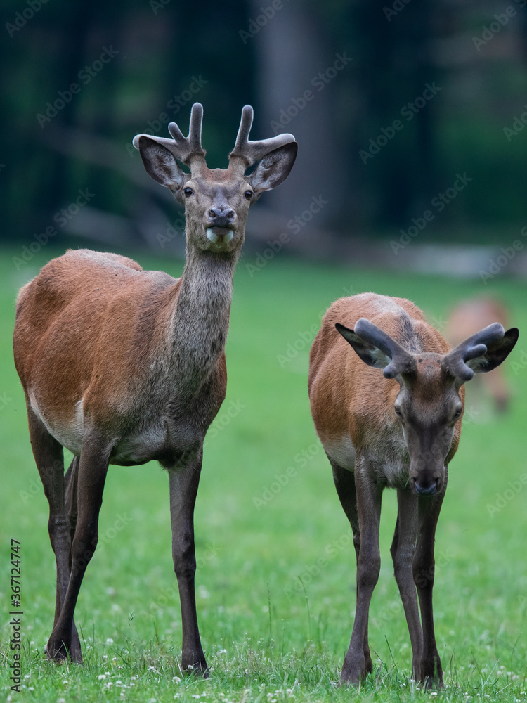 Fototapeta premium Junge Rothirsche (Cervus elaphus) Deutschland, Europa