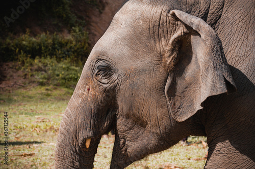 Słoń z Chiang Mai sanktuarium Tajlandia słonie
