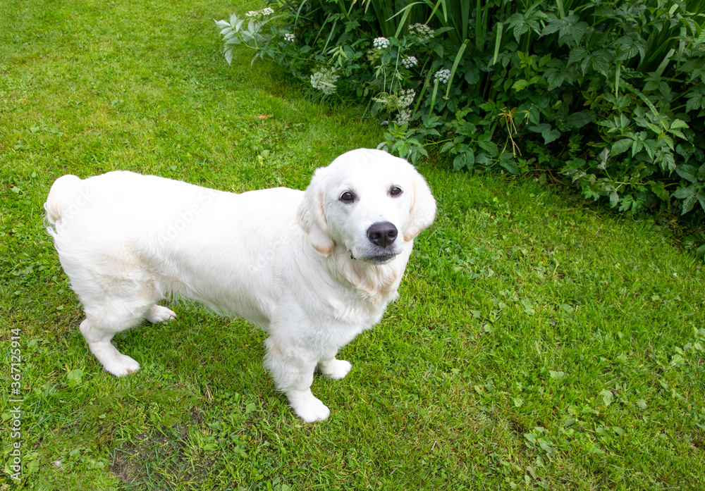 White dog on green field in Northern Norway i an unknown place White dog on green field in Northern Norway i an unknown place