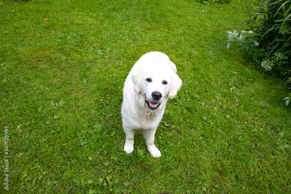 White dog on green field in Northern Norway i an unknown place White dog on green field in Northern Norway i an unknown place