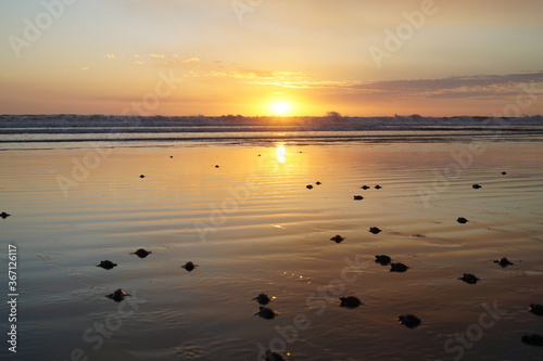 Fototapeta Naklejka Na Ścianę i Meble -  turtle babys in the sunset on the beach