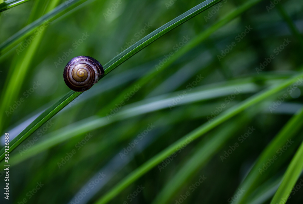 Nature macro of small dark snail on the grass with space for text. Nature macro of small dark snail on the grass with space for text.